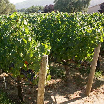 Wine bottle packaging | Packaging